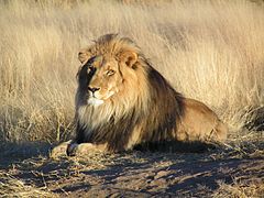 rp_240px-Lion_waiting_in_Namibia.jpg